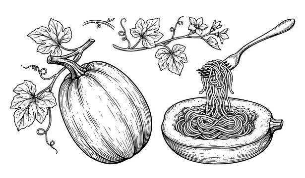 Spaghetti Squash Hand Drawn Botanical Illustration Vegetable Sketch