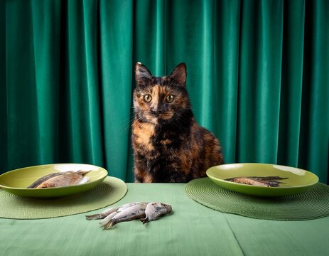 dark brown tortoiseshell cat sitting at table with green plates and fish emerald curtain background minimalist studio food scene with soft lighting
