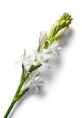 Fototapeta premium Delicate sprig of fragrant tuberose blossoms resting against a stark white background, emphasizing beauty and natural elegance, spa, fresh flower, health