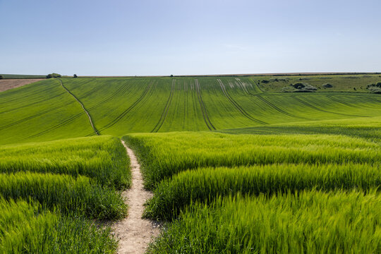 Looking along a pathway through a field of vibrant young barley crops, on a sunny spring day