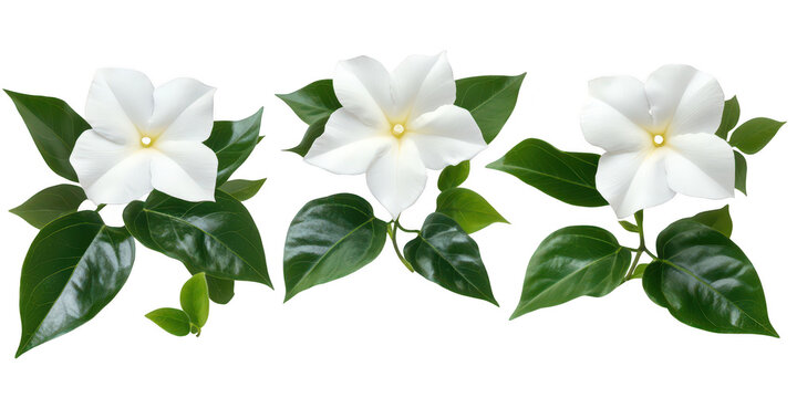 Set of three beautiful white gardenia flowers with glossy green leaves isolated on png transparent background