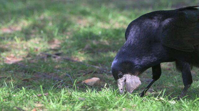 Rook (Corvus Frugilegus) finding grubs in a lawn and storing them in its large gular pouch under the beak. May, Kent, [Slow motion x4]