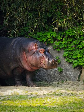 hippopotamus in the zoo
