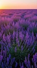 Fototapeta premium A vast summer field filled with blooming purple aromatic plants swaying gently in the evening light, suggesting natural beauty and tranquility, plant, growth, texture