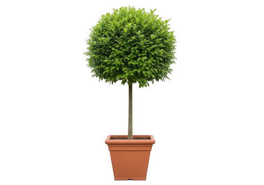 Elegant topiary tree in terracotta pot isolated on transparent background