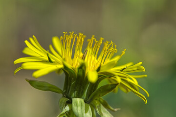 Nahaufnahme einer blühenden gelben Löwenzahnblüte(Taraxacum officinale) vor einem weichgezeichneten, neutralen Hintergrund © Okratek