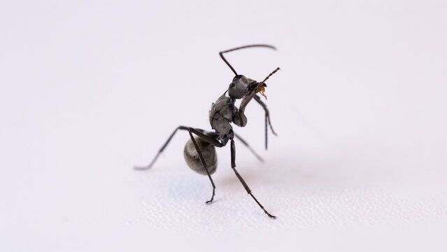 Macro photography of a single black ant isolated on white background, detailed close up shot of tropical black ant worker animal