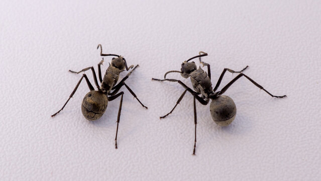 Black ants interaction close up isolated on white background, macro photography of tropical black ants communicating with antennas