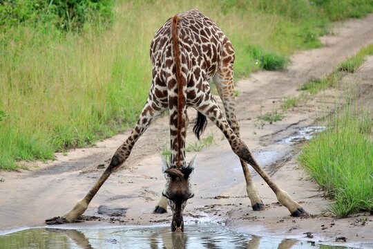 Giraffe at safari in Africa