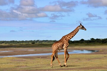 Giraffe at safari in Africa © Alex