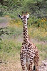 Giraffe at safari in Africa © Alex