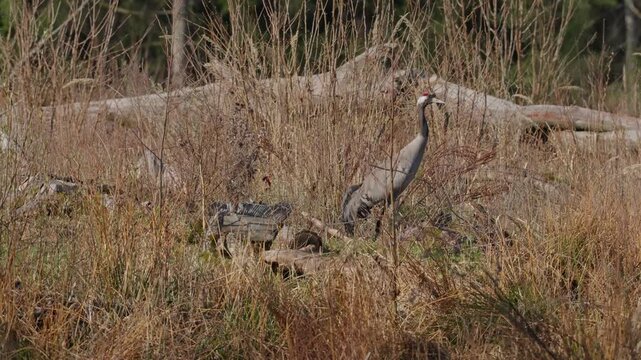A common crane walks calmly among dry branches in early spring, looking around carefully and watching its surroundings.
