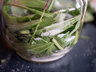 Fresh plantain leaves layered with sugar in a glass jar for homemade herbal cough syrup. Traditional preparation of a natural herbal remedy. © Marek