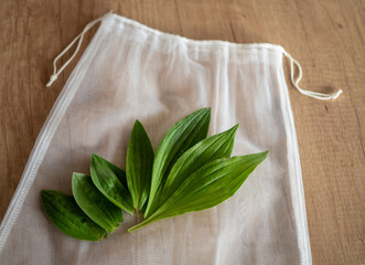 Fresh plantain leaves collected for drying and homemade herbal syrup preparation, arranged on a linen bag. Natural medicinal herb and traditional herbal remedy concept. © Marek