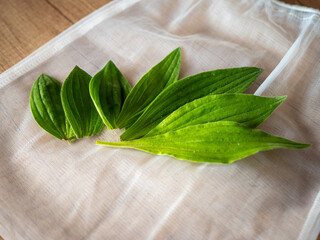 Fresh plantain leaves collected for drying and homemade herbal syrup preparation, arranged on a linen bag. Natural medicinal herb and traditional herbal remedy concept. © Marek
