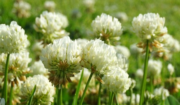 White clover or Trifolium repens flowers close up nature background, summer meadow.