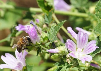 A bee collecting pollen from a mallow flower. © Mário Filipe
