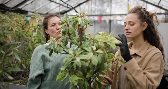 Two women discussing plant care at a garden center, focusing on tree maintenance and healthy growth techniques in a greenhouse environment.