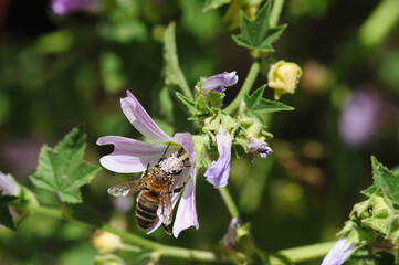 A bee collecting pollen from a mallow flower. © Mário Filipe