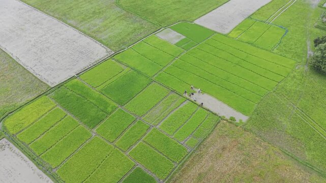 Green farmland with a hardworking Bangladeshi farmer captured beautifully using a cinematic 4K drone camera.
