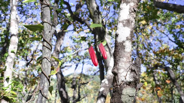 The flower bud of the copihue flower corresponds to the moment before flowering, when the flower is still closed, with the petals together and compact, already showing its characteristic color.