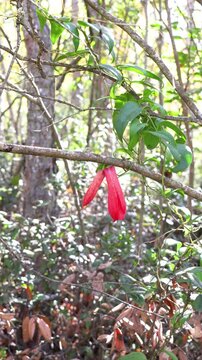The flower bud of the copihue flower corresponds to the moment before flowering, when the flower is still closed, with the petals together and compact, already showing its characteristic color.