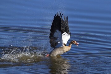Nilgans startet von einem Teich.  Egyptian goose, starting from a pond © Volkmar
