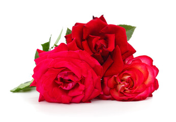 Naklejka premium Beautiful red roses with green leaves isolated on a white background.