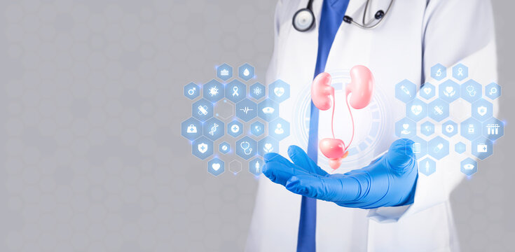 The specialist examines the urinary system. Preventive medical check-up, urological exam for kidney health, early detection of urinary diseases, and bladder health assessment. Modern medicine.