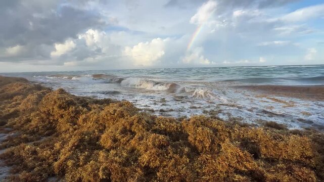 Playa de Miami Invadida por el Sargazo &ndash; Video 4K Horizontal