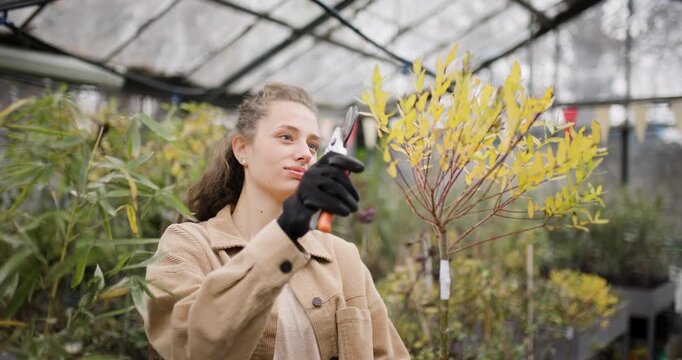 Young woman with pruners inspects the leaves of a young yellow tree in a greenhouse. Girl with black gloves holding gardening pliers.