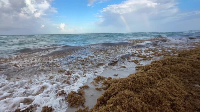 Playa de Miami Invadida por el Sargazo &ndash; Video 4K Horizontal