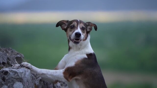 Tricolor mixed breed dog sitting on rocky fortress ruins overlooking green mountain valley and distant peaks at sunset