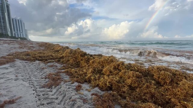 Playa de Miami Invadida por el Sargazo &ndash; Video 4K Horizontal