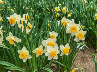 Obraz premium Beautiful Narcissus Flowers with Yellow Corona in Spring Garden