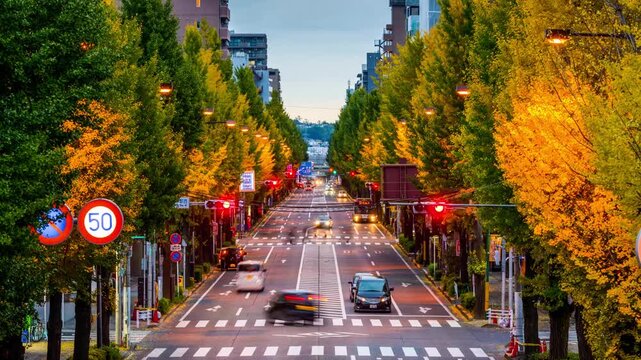 Ginko tree lined Koshu Kaido in the Hachioji district of Tokyo 6144