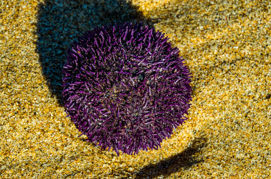 El erizo de mar violeta o Sphaerechinus granularis es una especie que, dentro de los equinodermos, podemos ubicar en la clase Echinoidea