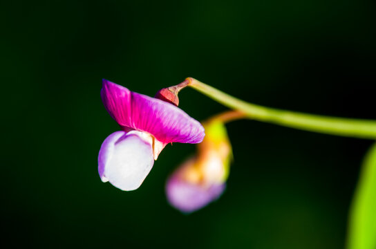 Lathyrus sylvestris, el guisante plano o guisante perenne de hojas estrechas, es una especie de planta con flores perteneciente a la familia de las leguminosas y las legumbres (Fabaceae)