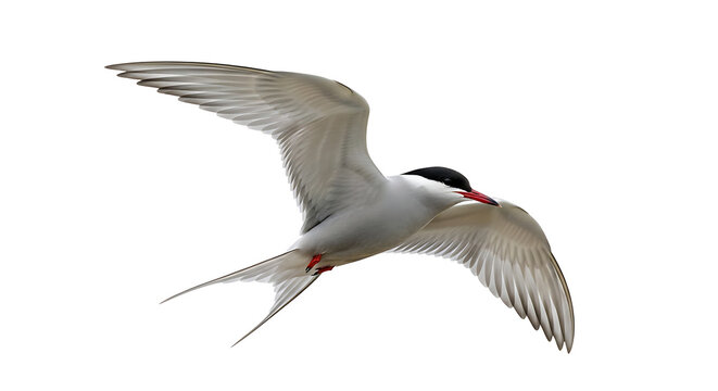 Seagull bird flying gracefully with wings spread