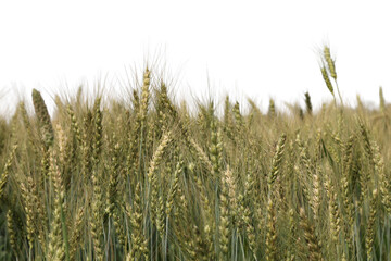 Obraz premium Wheat ears and green grain stalks standing in a dense organic field for agricultural food production PNG isolated on transparent background