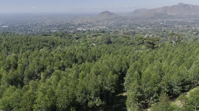 Drone flies over pine tree forest out toward city in valley on a sunny day in Zomba, Malawi