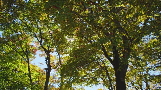 蔵王エコーライン 滝見台 展望台の紅葉 Autumn foliage at Takimidai Observation Deck on Zao Echo Line
