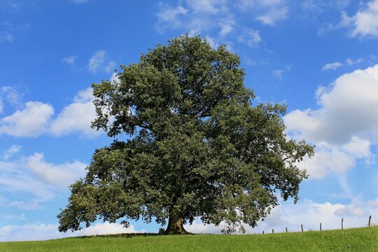 Deutsche Eiche im Hochsommer vor wei&szlig; blauem Wolkenhimmel. Sie gilt in Deutschland seit Jahrhunderten als traditionelles Symbol f&uuml;r Best&auml;ndigkeit, Kraft und tief verwurzelte Kultur.
