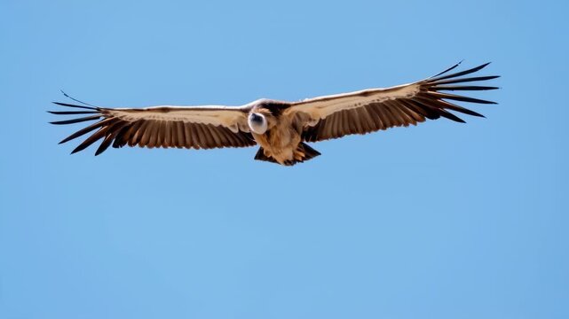 A large bird of prey flies gracefully through the bright blue sky. The bird glides effortlessly, showcasing its wings as it navigates above rocky mountains