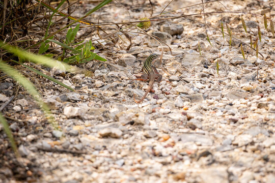 lizzard in the walking path