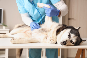 Male veterinarian examining cute husky dog on table in clinic © Pixel-Shot