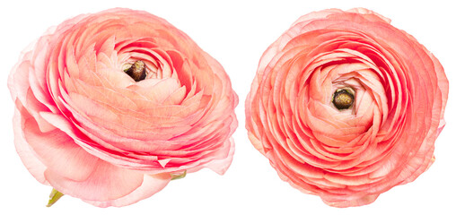 Fototapeta premium Vibrant pink ranunculus blossoms displayed element set