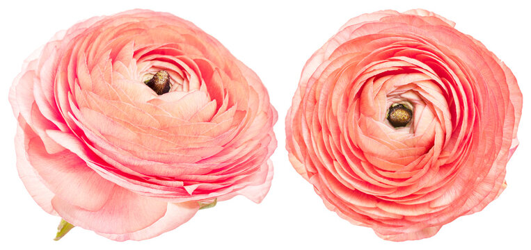 Vibrant pink ranunculus blossoms displayed element set