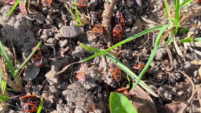 Macro footage of red soldier bugs moving across dry soil and tree bark in sunlight. Natural wildlife background with insects in their habitat, high resolution nature video.