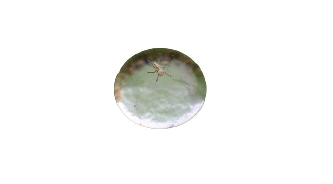 Insect encased within a translucent crystal sphere or water droplet floating in a dark void with soft highlighting PNG isolated on transparent background
